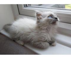 Gorgeous GCCF ragdoll kittens...WhatsApp me on +447453907158
