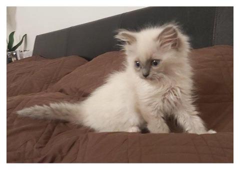Gorgeous GCCF ragdoll kittens...WhatsApp me on +447453907158