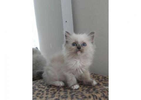 Gorgeous GCCF ragdoll kittens...WhatsApp me on +447453907158