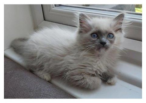 Gorgeous GCCF ragdoll kittens...WhatsApp me on +447453907158