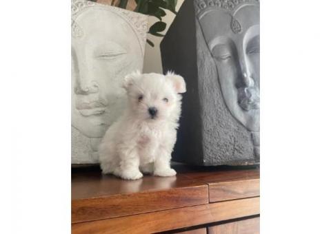 Sweet Maltese Puppies Ready for New Homes!