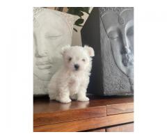 single-min