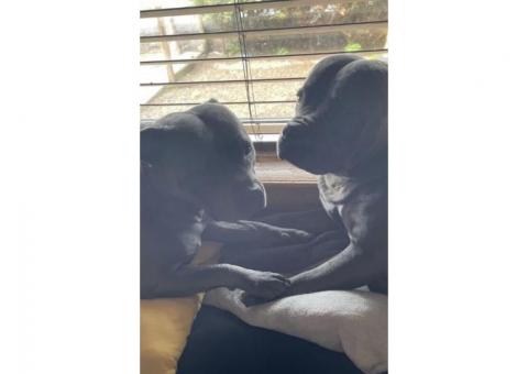 Blue Staffy Pups ...WhatsApp me on +447453907158