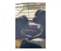 Blue Staffy Pups ...WhatsApp me on +447453907158