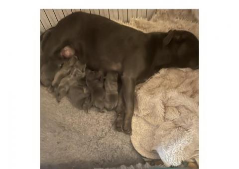 Blue Staffy Pups ...WhatsApp me on +447453907158