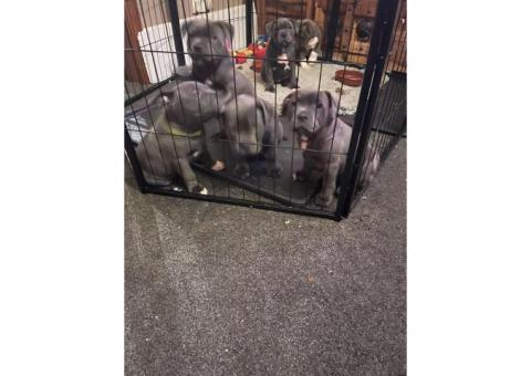 Blue Staffy Pups ...WhatsApp me on +447453907158