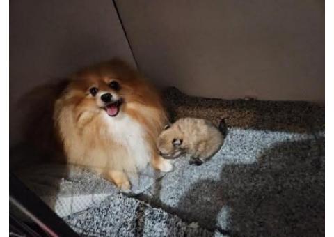 Beautiful KC registered Pomeranian Ready to leave now to home