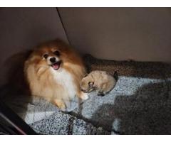 Beautiful KC registered Pomeranian Ready to leave now to home