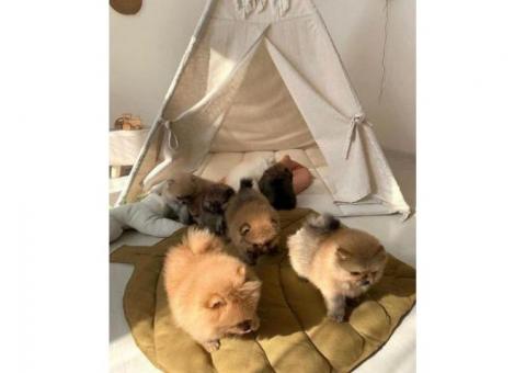 Beautiful KC registered Pomeranian Ready to leave now to home