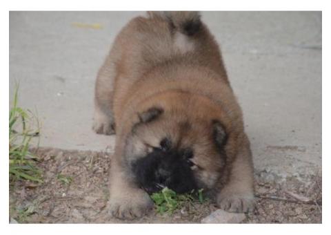 Likufe Adorable Chow Chow puppies ready and looking for new forever home.
