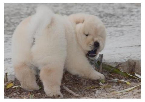 Likufe Adorable Chow Chow puppies ready and looking for new forever home.