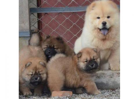 Likufe Adorable Chow Chow puppies ready and looking for new forever home.