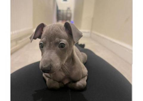 Elegant Blue Italian Greyhound Puppy