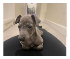 Elegant Blue Italian Greyhound Puppy