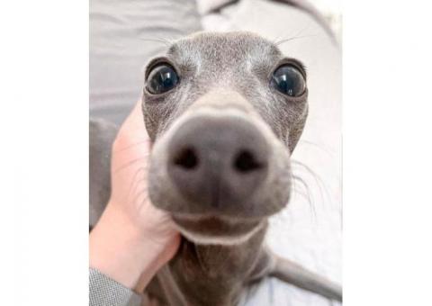 Elegant Blue Italian Greyhound Puppy