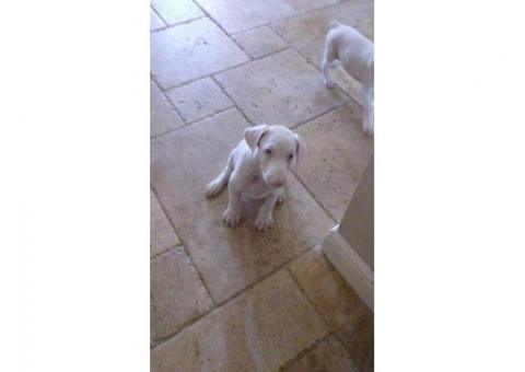 Unique Albino Doberman Puppies Looking for Their Forever Families!