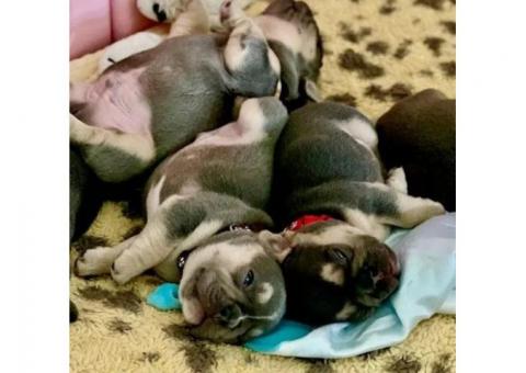 Adorable French Bulldog Puppies Ready for Their Forever Homes!