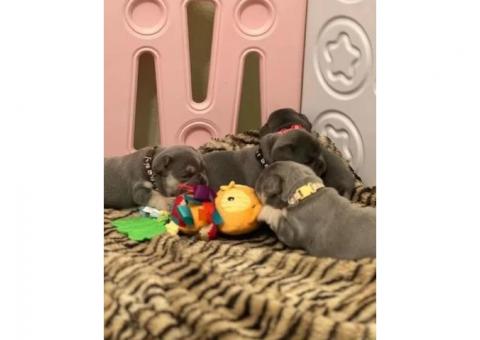 Adorable French Bulldog Puppies Ready for Their Forever Homes!