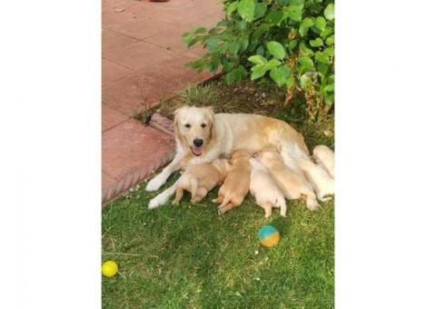 Golden retriever puppies ready..hatsapp me at: +44 7453 907158