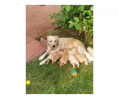 Golden retriever puppies ready..hatsapp me at: +44 7453 907158