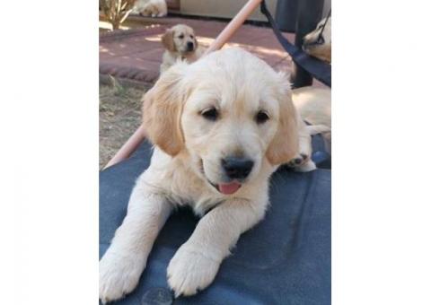Golden retriever puppies ready..hatsapp me at: +44 7453 907158