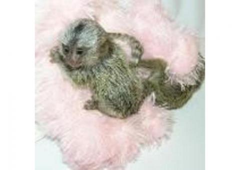 Beautiful Marmoset Monkeys whatsapp us at +447727186581 for more details