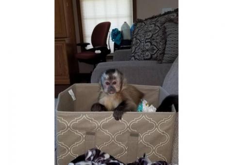 Playful & Adorably Tame Capuchin Monkey