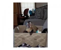 Playful & Adorably Tame Capuchin Monkey