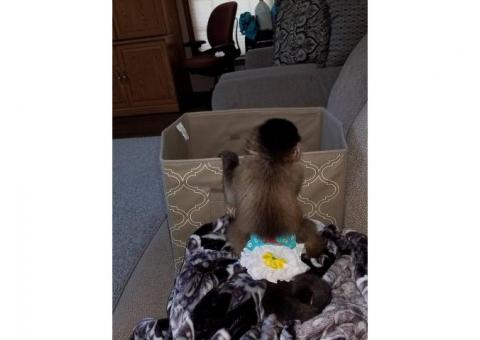 Playful & Adorably Tame Capuchin Monkey