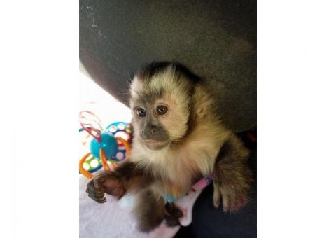 Playful & Adorably Tame Capuchin Monkey