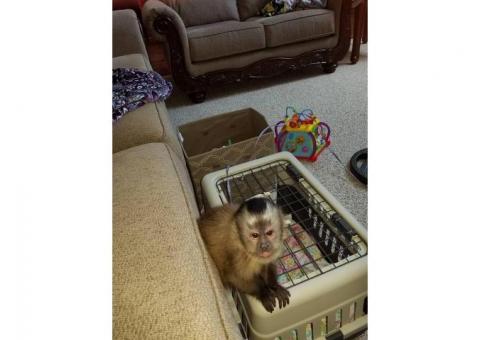 Playful & Adorably Tame Capuchin Monkey