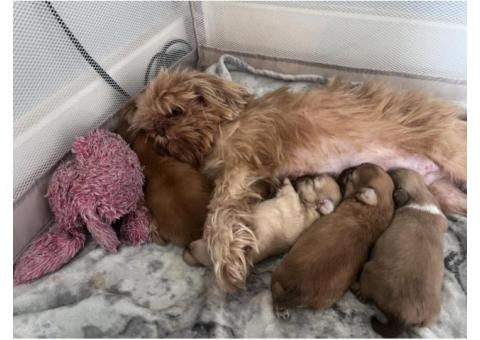 Shih Tzu puppies for adoption.