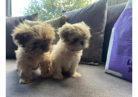 Shih Tzu puppies for adoption.