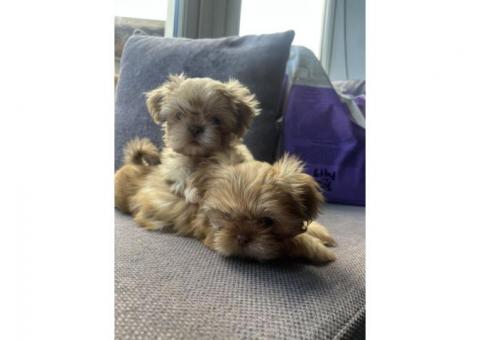 Shih Tzu puppies for adoption.