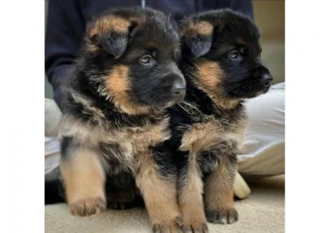 Germany Shepherd puppies
