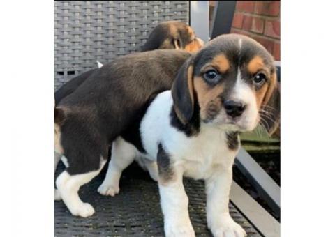 beagle puppies