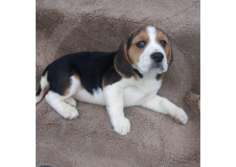 beagle puppies
